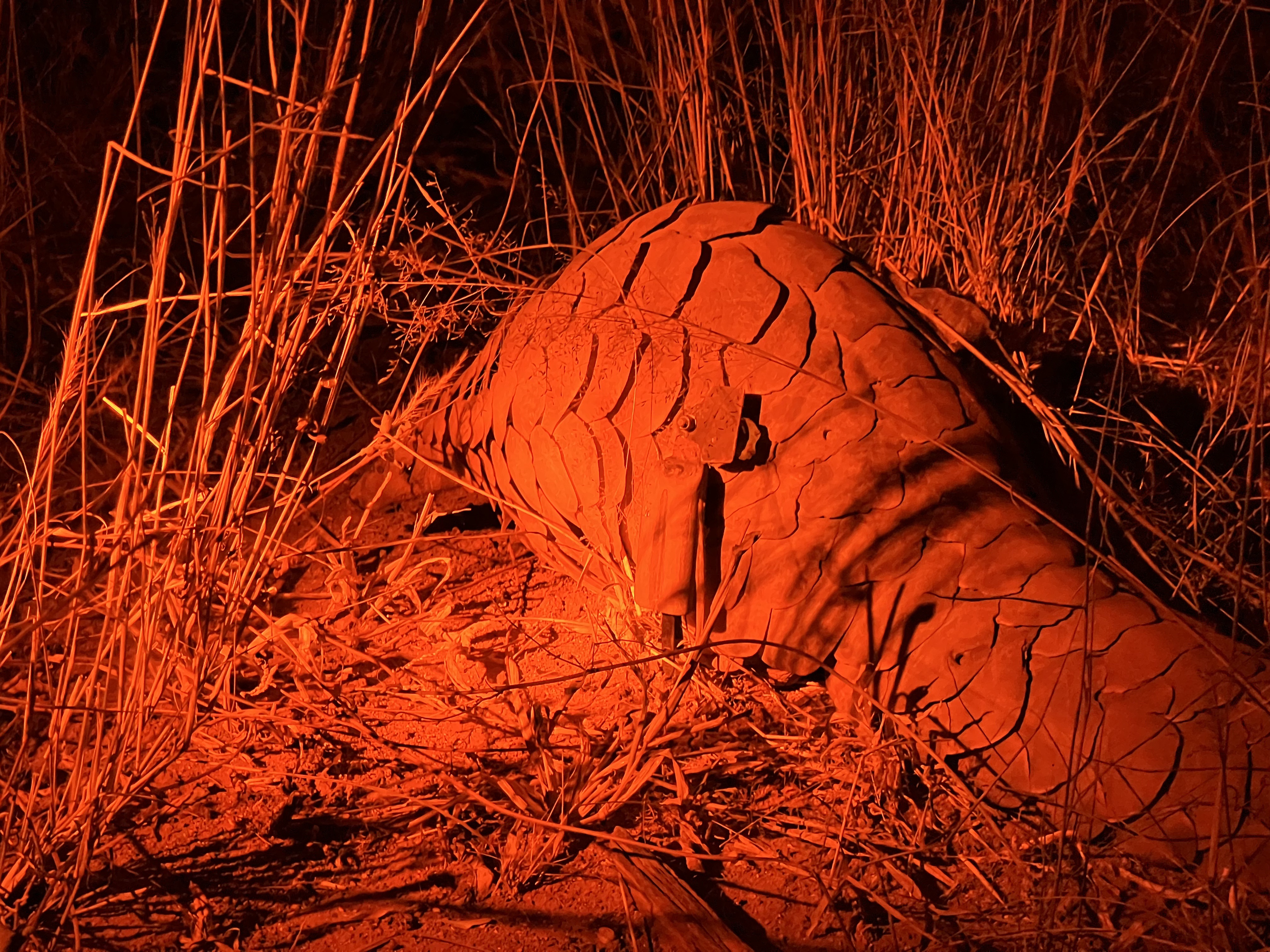 Artemis the Pangolin