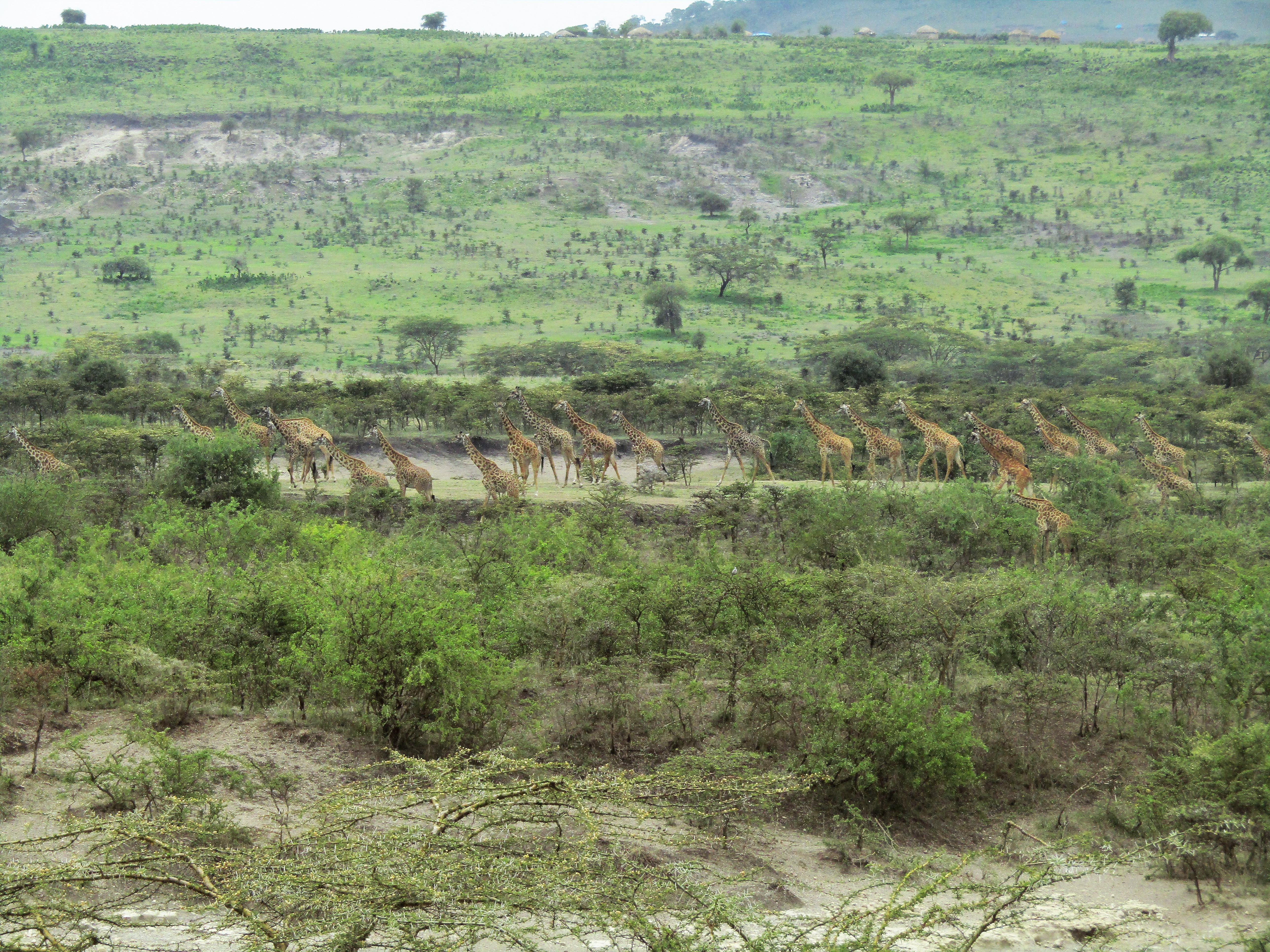 Stumbling upon a valley full of giraffes on Regan's first ever safari. We've never seen this many all together since!