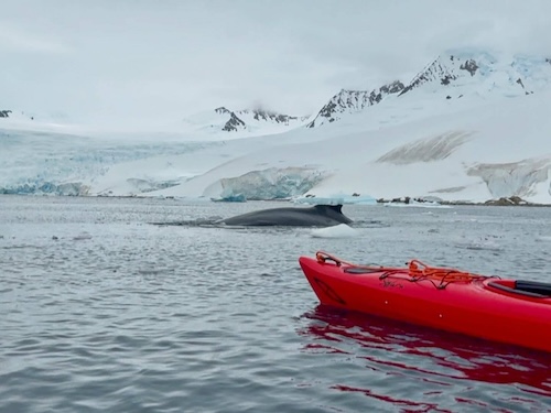 Kayaking with whales in Antarctica.