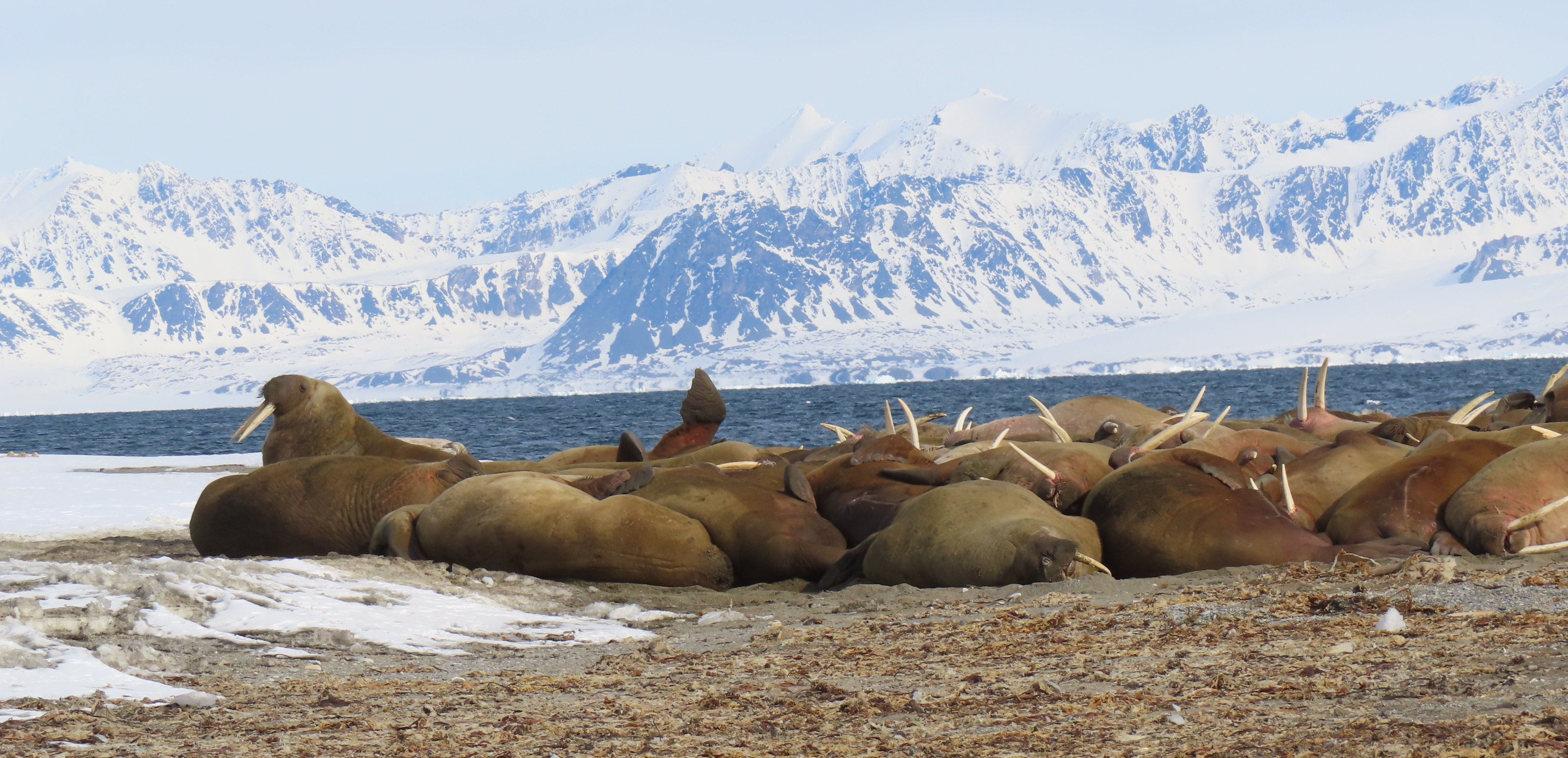 Walruses in the Arctic
