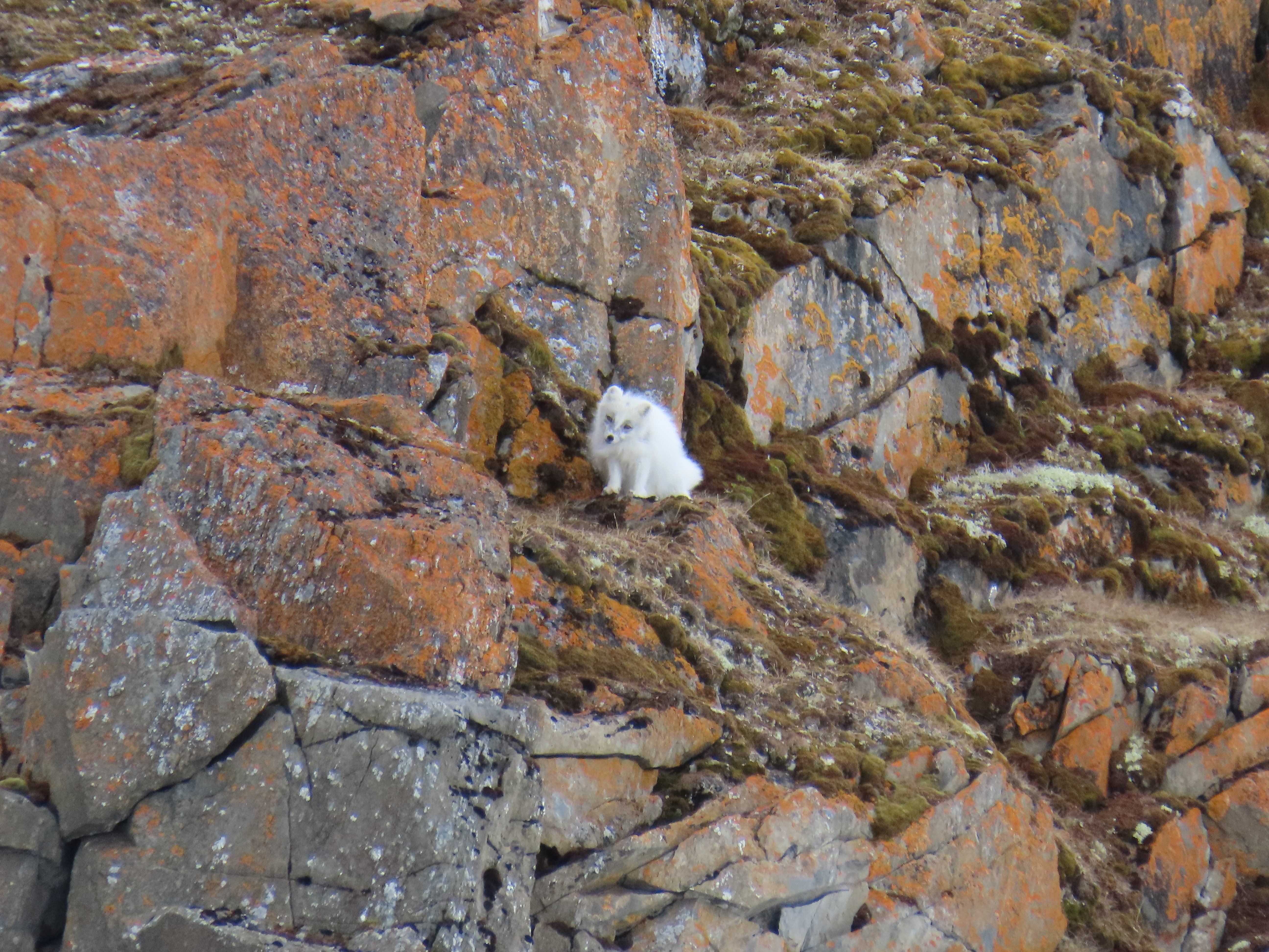 Arctic Fox