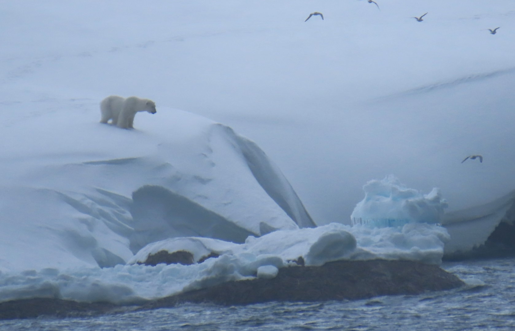 Polar bear in Svalbard