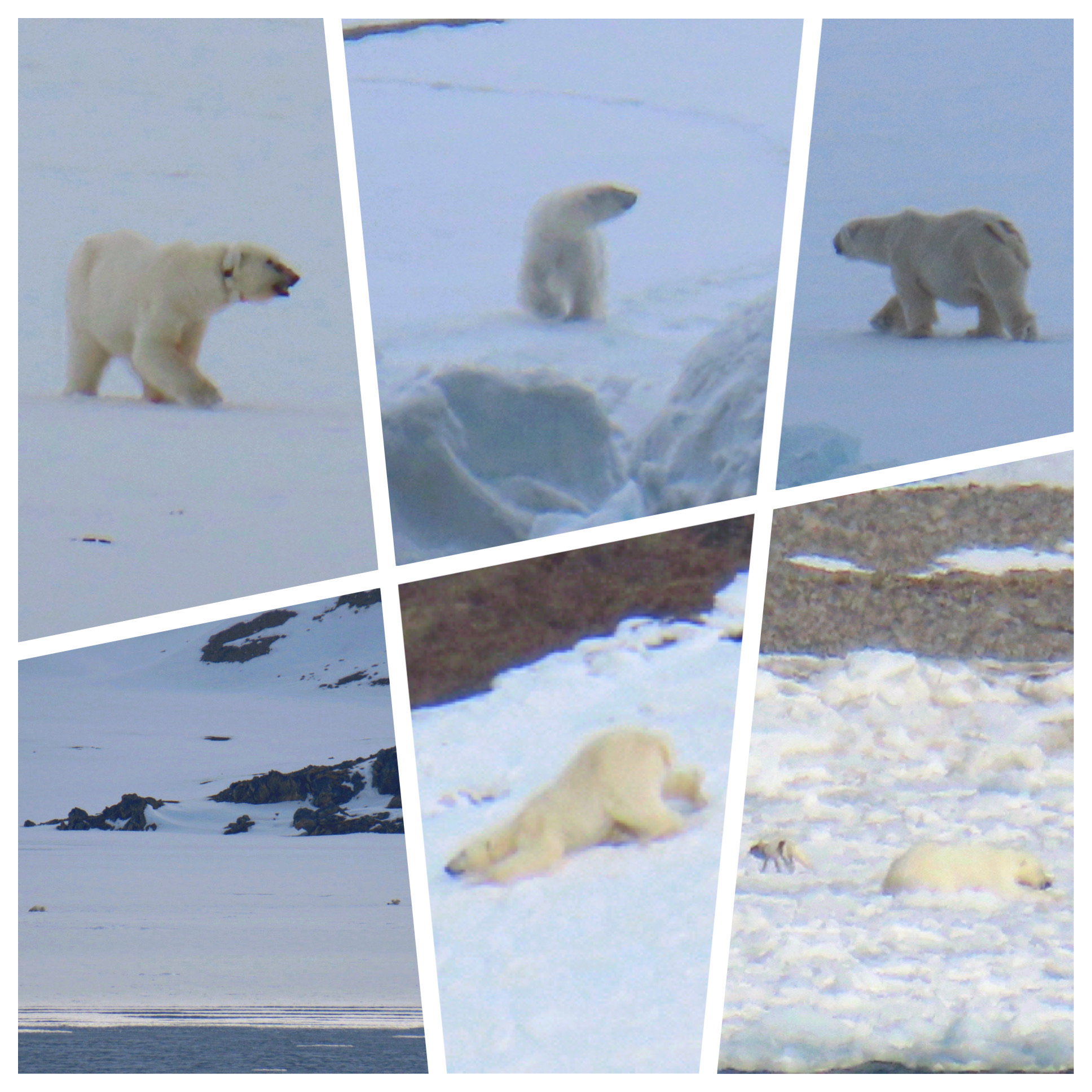 Seven Polar Bears in Svalbard